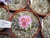Turbinicarpus lauii CITES