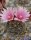 Turbinicarpus lauii CITES