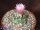 Turbinicarpus lauii CITES