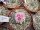 Turbinicarpus lauii CITES