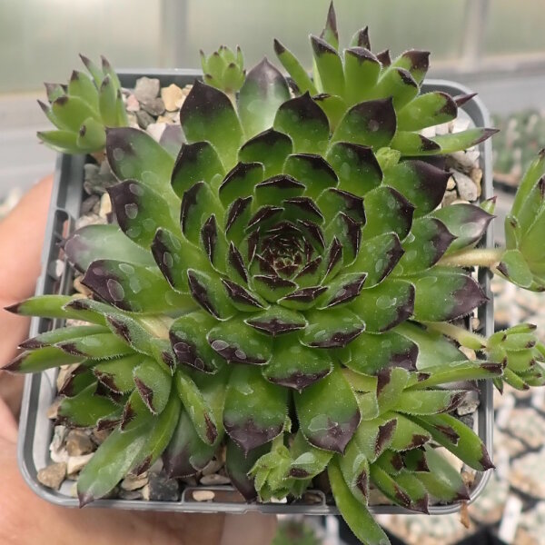 Sempervivum Chick Charms® Appletini