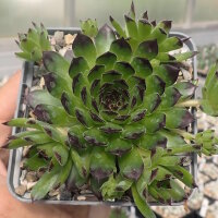 Sempervivum Chick Charms® Appletini