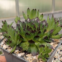 Sempervivum Chick Charms® Appletini