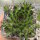 Sempervivum Chick Charms® Appletini