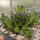 Sempervivum Chick Charms® Appletini