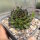 Sempervivum Chick Charms® Appletini