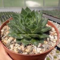 Sempervivum Chick Charms® Giants Glacier Blue