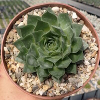 Sempervivum Chick Charms® Giants Glacier Blue