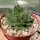 Sempervivum Chick Charms® Giants Glacier Blue
