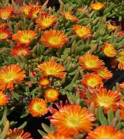 Delosperma cv. SunDiamonds Orange (dw)