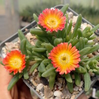 Delosperma cv. SunDiamonds Orange (dw)