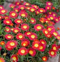 Delosperma cv. SunDiamonds Red (dw)