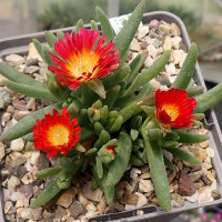 Delosperma cv. SunDiamonds Red (dw)