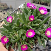 Delosperma cv. SunDiamonds Rose (dw)