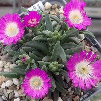 Delosperma cv. SunDiamonds Rose (dw)