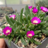 Delosperma cv. SunDiamonds Rose (dw)
