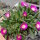 Delosperma cv. SunDiamonds Rose (dw)