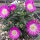Delosperma cv. SunDiamonds Rose (dw)