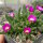 Delosperma cv. SunDiamonds Rose (dw)