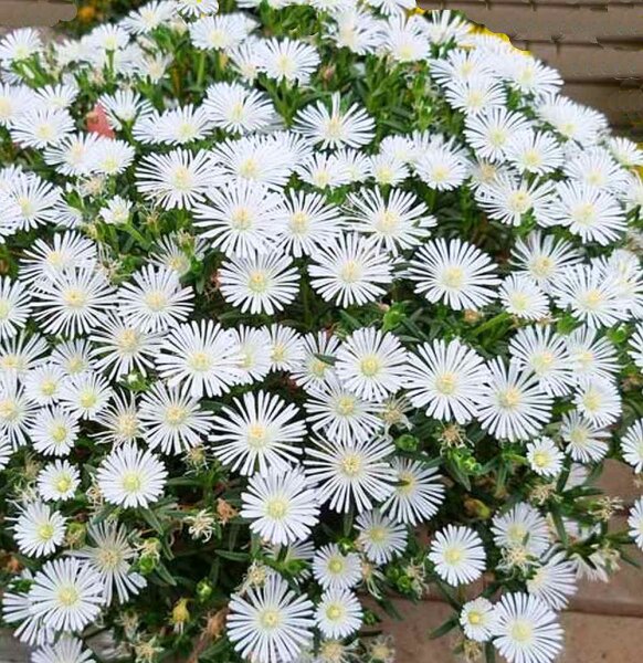 Delosperma cv. SunDiamonds White (dw)