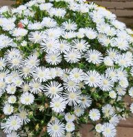 Delosperma cv. SunDiamonds White (dw)