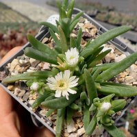 Delosperma cv. SunDiamonds White (dw)