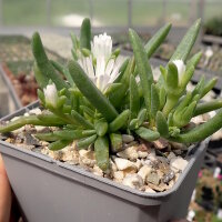 Delosperma cv. SunDiamonds White (dw)