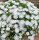 Delosperma cv. SunDiamonds White (dw)
