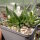 Delosperma cv. SunDiamonds White (dw)