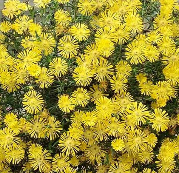 Delosperma cv. SunDiamonds Yellow (dw)
