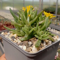 Delosperma cv. SunDiamonds Yellow (dw)