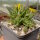 Delosperma cv. SunDiamonds Yellow (dw)