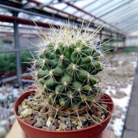 Thelocactus macdowellii X schwarzii