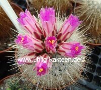 Thelocactus macdowellii X schwarzii