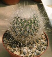 Thelocactus macdowellii X schwarzii