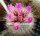Thelocactus macdowellii X schwarzii