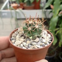 Ferocactus viridescens, Meling Ranch