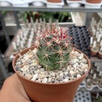 Ferocactus viridescens, Meling Ranch