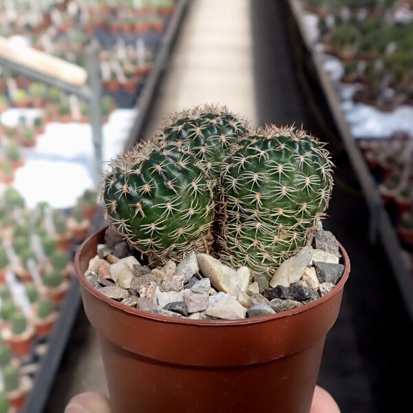 Lobivia tiegeliana f. dimorphipetala