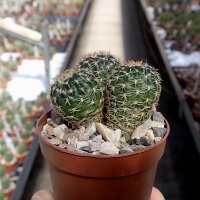 Lobivia tiegeliana f. dimorphipetala