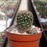 Lobivia tiegeliana f. dimorphipetala