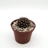 Lobivia tiegeliana f. dimorphipetala MN 524 Süd...