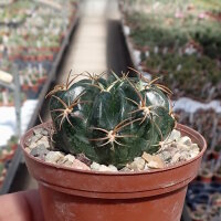 Lobivia tegeleriana TB 924.1 Sallalli, SW Ayacucho, Peru,...