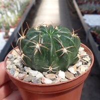 Lobivia tegeleriana TB 924.1 Sallalli, SW Ayacucho, Peru, 3596 m