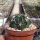 Lobivia tegeleriana TB 924.1 Sallalli, SW Ayacucho, Peru, 3596 m