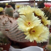 Notocactus scopa RG 05