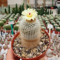 Notocactus scopa RG 05