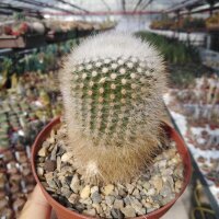 Notocactus scopa RG 05