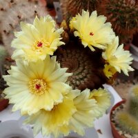 Notocactus scopa RG 05