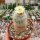 Notocactus scopa RG 05